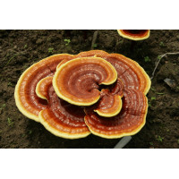 Рейші - найвідоміший з лікарських грибів